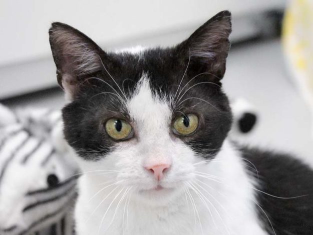 Kater Titus / © 2019 Arche KaNaum (DN)