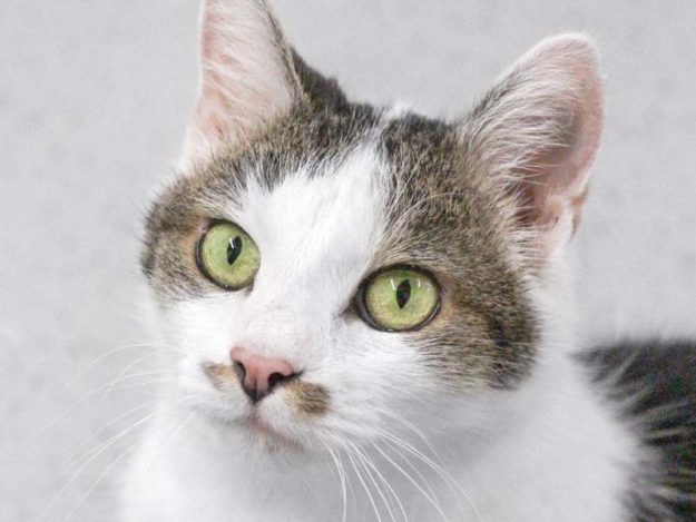 Kater Jojo / © 2020 Arche KaNaum (DN)