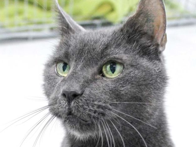 Kater Zeus / © 2020 Arche KaNaum (DN)