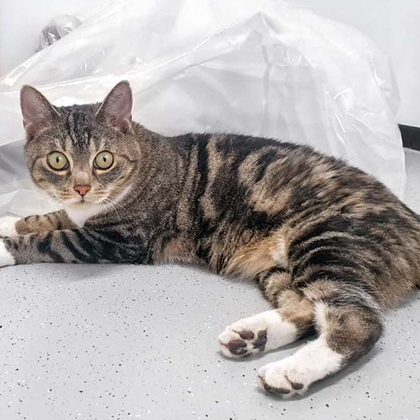 Kätzin Minka / © 2020 Arche KaNaum (HW)