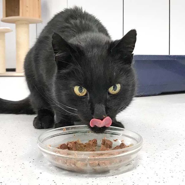 Kater Alfred / © 2020 Arche KaNaum (DN)