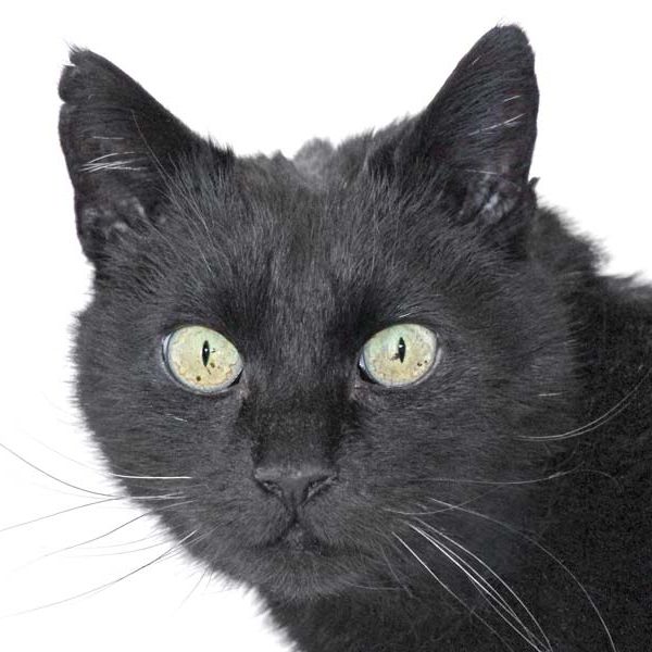 Kater Alfred / © 2020 Arche KaNaum (DN)