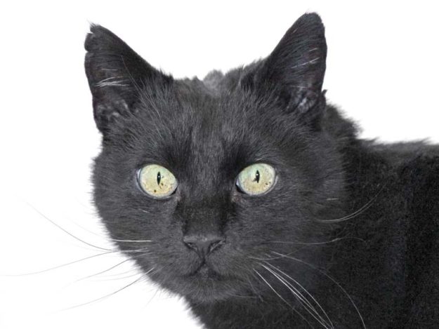 Kater Alfred / © 2020 Arche KaNaum (DN)