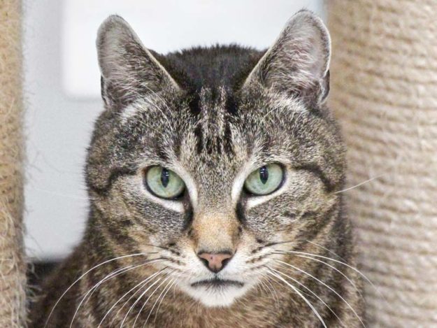 Kater Cosmo / © 2020 Arche KaNaum (DN)