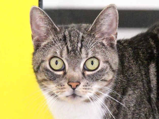 Kätzin Minka / © 2020 Arche KaNaum (DN)