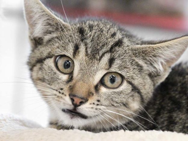 Kätzin Fee / © 2020 Arche KaNaum (DN)