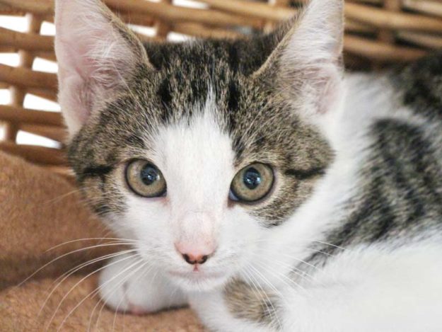 Kater Pan / © 2020 Arche KaNaum (DN)