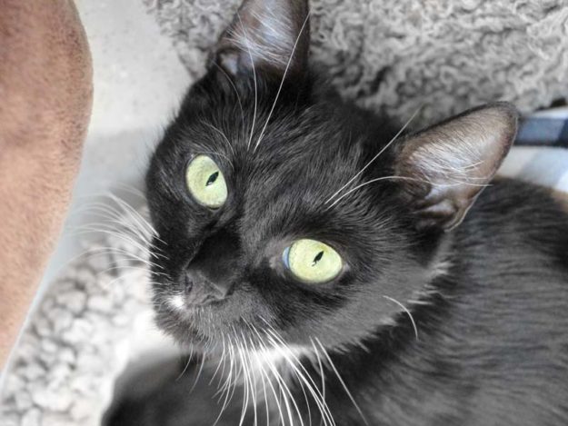 Kätzin Kylie / © 2019 Arche KaNaum (DN)