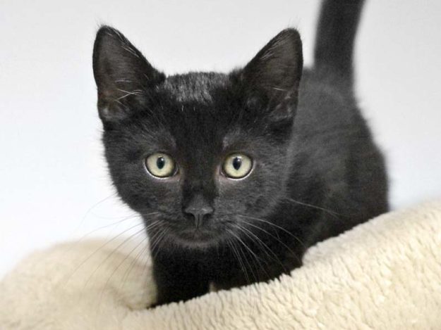 Kater Bubi / © 2019 Arche KaNaum (DN)