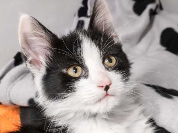 Kater Pumi / © 2019 Arche KaNaum (DN)