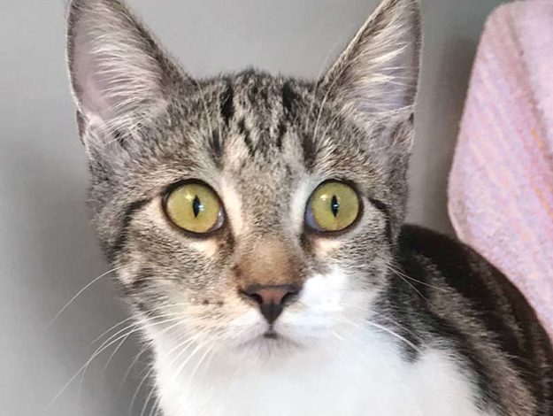 Kätzin Kamelita / © 2019 Arche KaNaum (DN)