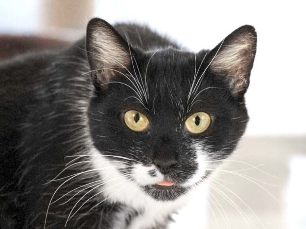 Kätzin Alva / © 2019 Arche KaNaum (DN)