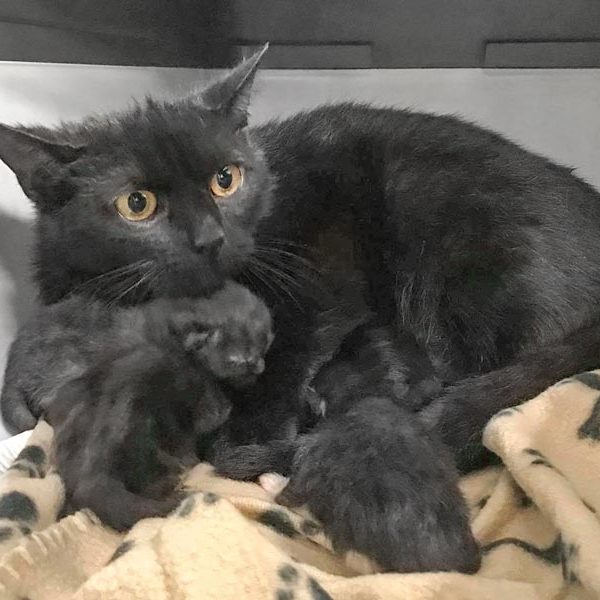 Kätzin Xenia und ihre Babys / © 2020 Arche KaNaum (DN) Kätzin Xenia und ihre Babys / © 2020 Arche KaNaum (DN)