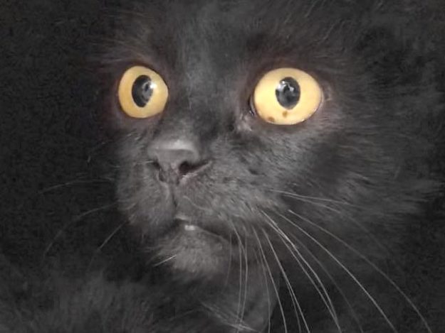 Kätzin Maggy / © 2020 Arche KaNaum (DN)