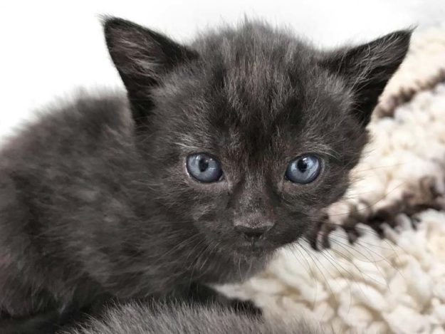 Kater Amigo / © 2020 Arche KaNaum (DN)