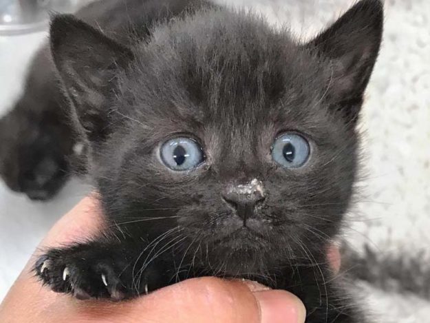 Kätzin Brisca / © 2020 Arche KaNaum (DN)