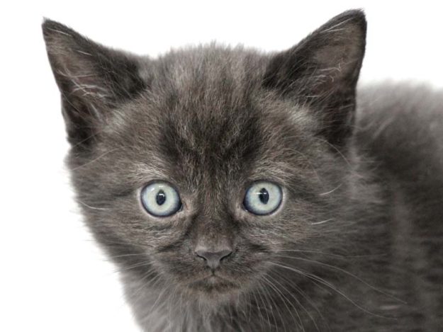 Kater Ramon / © 2020 Arche KaNaum (DN)