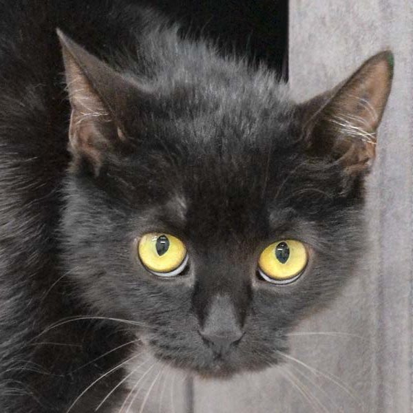 Kätzin Xenia / © 2020 Arche KaNaum (DN) Kätzin Xenia / © 2020 Arche KaNaum (DN)