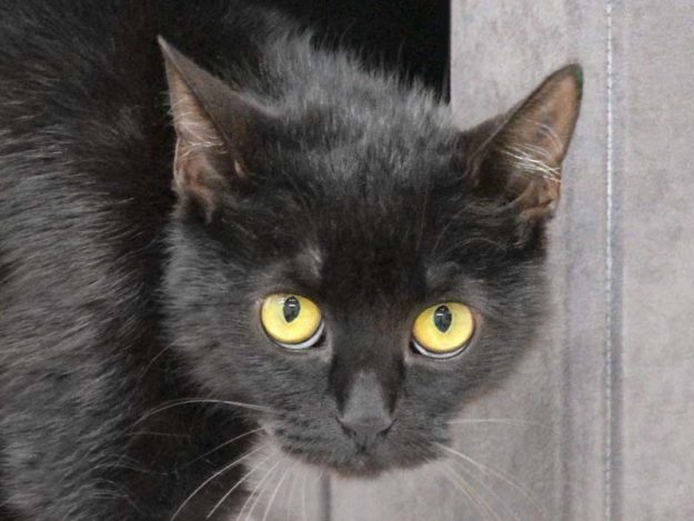 Kätzin Xenia / © 2020 Arche KaNaum (DN)