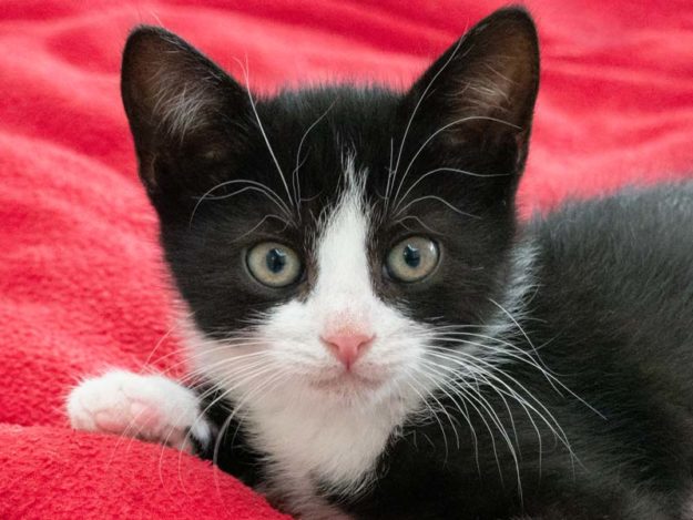 Kater Domino / © 2020 Arche KaNaum (NH)