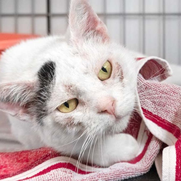 Kater Olaf / © 2020 Arche KaNaum (NH)