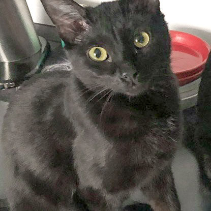 Kätzin Athina / © 2020 Privat