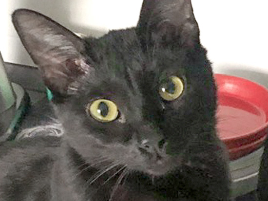 Kätzin Athina / © 2020 Privat