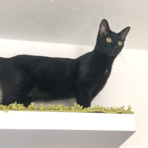 Kätzin Athina / © 2020 Privat