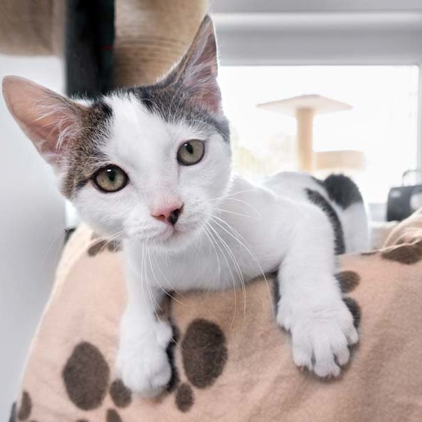 Kater Cheddar / © 2020 Arche KaNaum (NH)