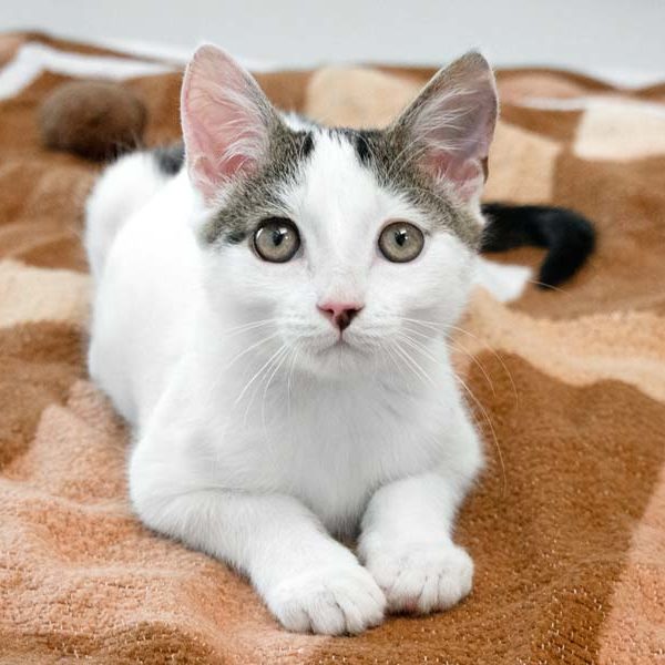 Kater Cheddar / © 2020 Arche KaNaum (NH)