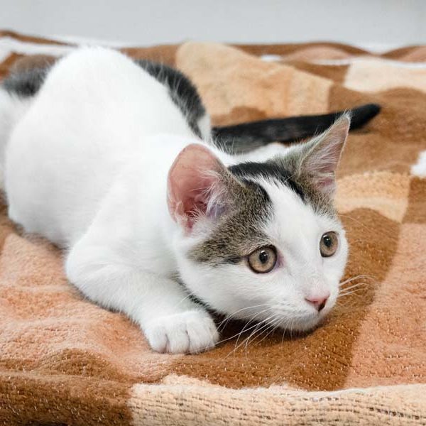 Kater Cheddar / © 2020 Arche KaNaum (NH)