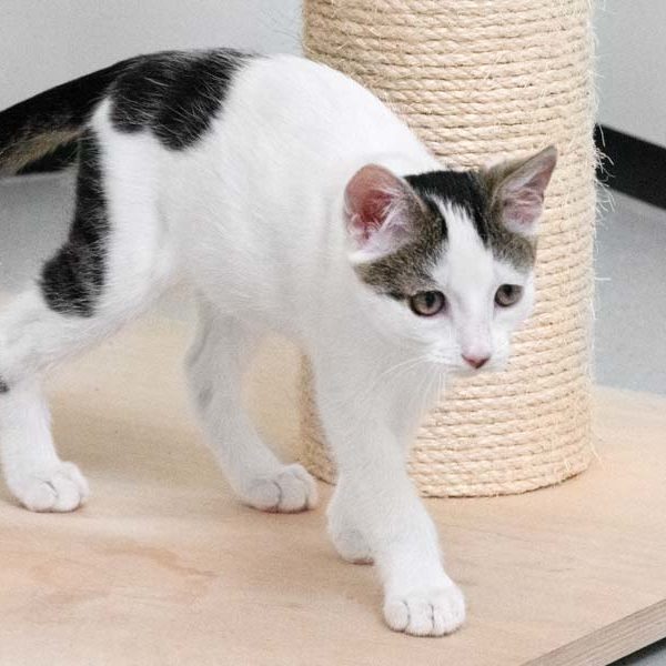 Kater Cheddar / © 2020 Arche KaNaum (NH)