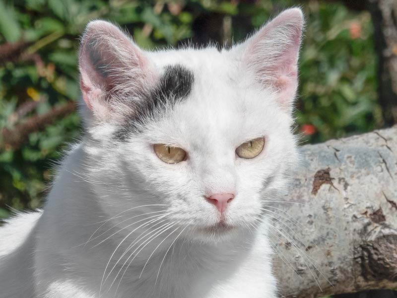 Kater Olaf / © 2020 Arche KaNaum (NH)