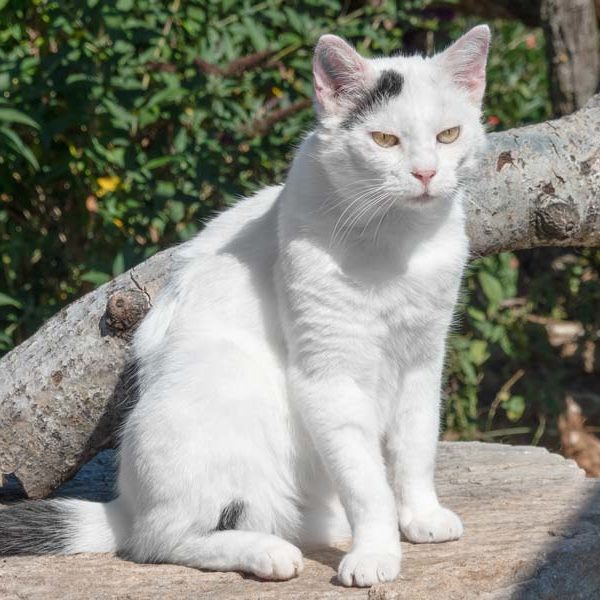 Kater Olaf / © 2020 Arche KaNaum (NH)