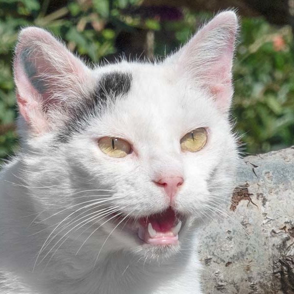 Kater Olaf / © 2020 Arche KaNaum (NH)