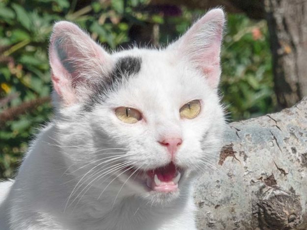 Kater Olaf / © 2020 Arche KaNaum (NH)