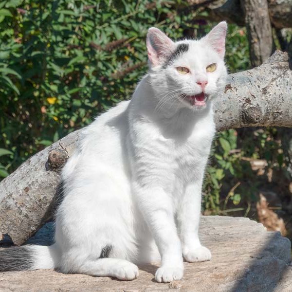 Kater Olaf / © 2020 Arche KaNaum (NH)