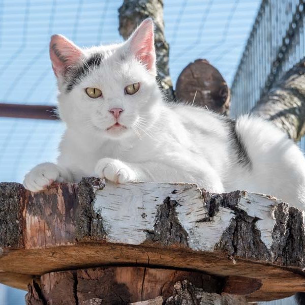 Kater Olaf / © 2020 Arche KaNaum (NH)