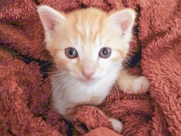 Kater Eddie / © 2020 Arche KaNaum (DN)