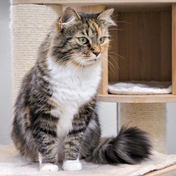 Kätzin Emmi / © 2020 Arche KaNaum (DN)