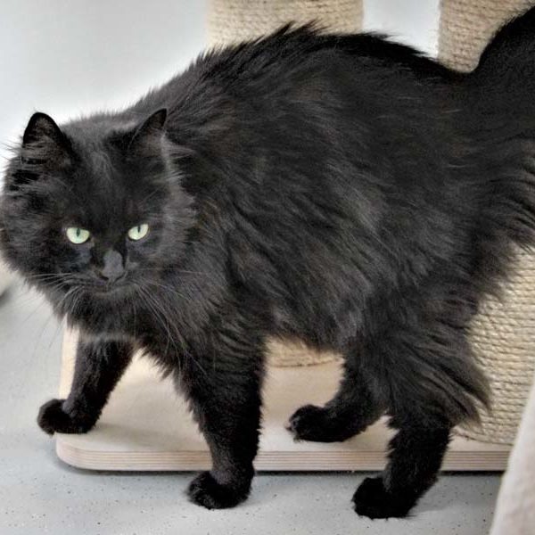 Kater Oskar / © 2020 Arche KaNaum (DN)