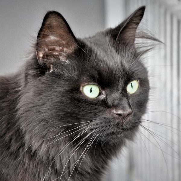 Kater Oskar / © 2020 Arche KaNaum (DN) Kater Oskar / © 2020 Arche KaNaum (DN)