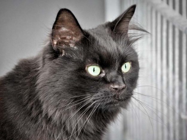 Kater Oskar / © 2020 Arche KaNaum (DN)