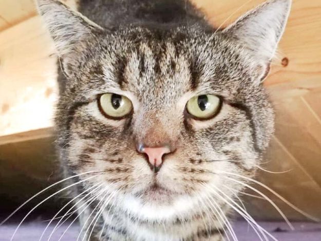 Kater Travis / © 2018 Arche KaNaum (DN)