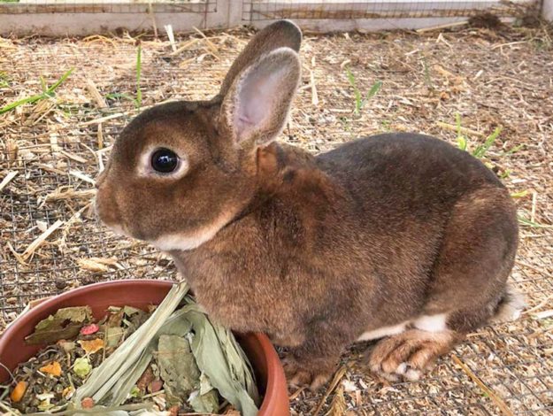 Kaninchenbock Zwergnase / © 2020 Arche KaNaum (AE)