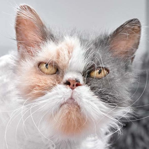 Kätzin Dalia  /  © 2020 Arche KaNaum (NH) Kätzin Dalia / © 2020 Arche KaNaum (NH)