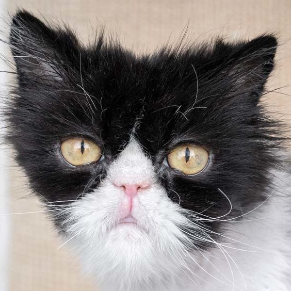 Kätzin Laima  /  © 2020 Arche KaNaum (NH) Kätzin Laima / © 2020 Arche KaNaum (NH)