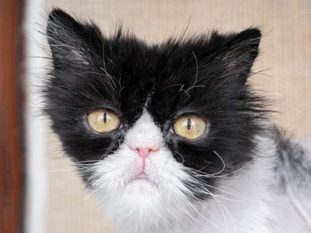 Kätzin Laima / © 2020 Arche KaNaum (NH)