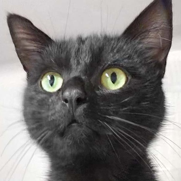 Kätzin Edda - als sie zu uns kam / © 2019 Arche KaNaum (DN)