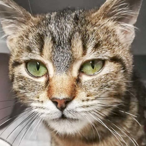 Kätzin Suki – als sie zu uns kam / © 2019 Arche KaNaum (DN) Kätzin Suki - als sie zu uns kam / © 2019 Arche KaNaum (DN)